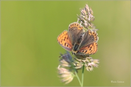 <p>OHNIVÁČEK ČERNOSKVRNNÝ - samička (Lycaena tityrus) - Rychnov u Jbc n. N. ---- /Sooty copper - Brauner Feuerfalter/</p>